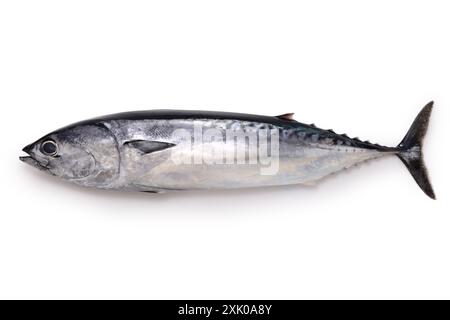 bullet tuna(auxis rochei) isolated on white background Stock Photo
