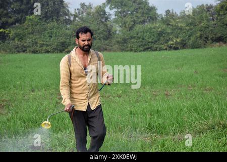 Indian farmer spraying weed killer in his wheat field Stock Photo - Alamy