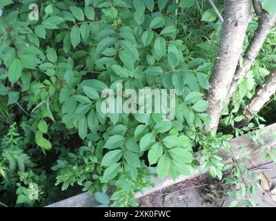 poison sumac (Toxicodendron vernix) Plantae Stock Photo