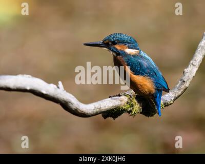 Kingfisher hunting over a garden pond in summer in mid Wales Stock Photo