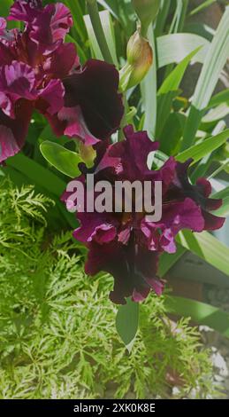 Looking down at the center of a tall burgundy and yellow Bearded Iris flower with Iris leaves and the leaves of a Japanese Maple tree in the backgroun Stock Photo