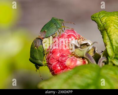 Common green shield bugs in summer in mid Wales Stock Photo