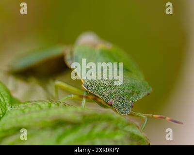 Common green shield bugs in summer in mid Wales Stock Photo