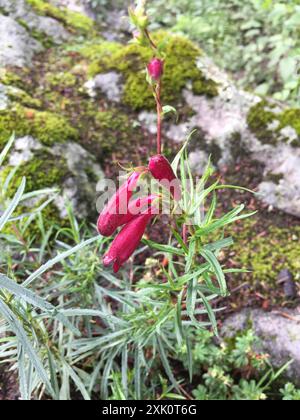 Pinto Beardtongue (Penstemon roseus) Plantae Stock Photo