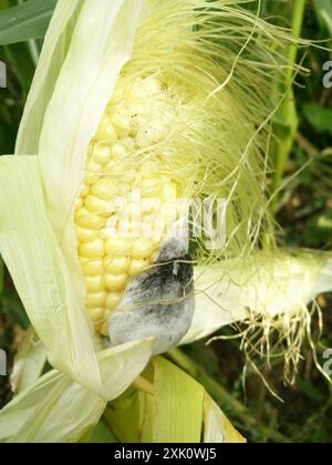 Mycosarcoma Corn Smut (Mycosarcoma maydis) Fungi Stock Photo - Alamy