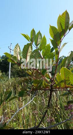 poison sumac (Toxicodendron vernix) Plantae Stock Photo