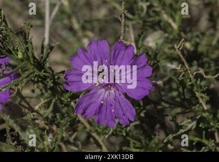 Trailing Windmills (Allionia incarnata) Plantae Stock Photo