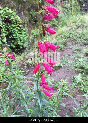 Pinto Beardtongue (Penstemon roseus) Plantae Stock Photo