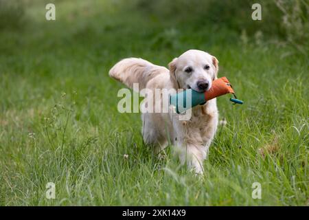 Golden Retriever with a dummy in its mouth on green grass Stock Photo