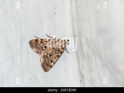 A perched moth, a Large Tabby (Aglossa pinguinalis) on a wall on Chobham Common, Surrey Stock Photo