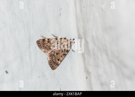 A perched moth, a Large Tabby (Aglossa pinguinalis) on a wall on Chobham Common, Surrey Stock Photo