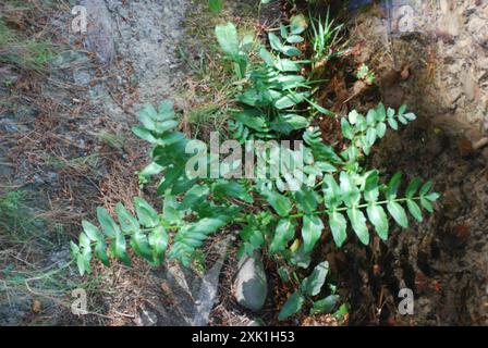 fool's watercress (Apium nodiflorum) Plantae Stock Photo