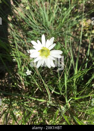 Tenpetal Anemone (Anemone berlandieri) Plantae Stock Photo