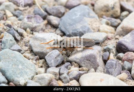 A robber fly in the genus Stenopogon rests on a rocky surface;  its wings folded;  in a natural setting. The fly's brown and gray body contrasts with Stock Photo