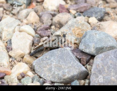 A robber fly in the Genus Stenopogon;  rests on a bed of gravel. The fly is perched on a large;  flat rock;  its legs extended and its wings folded. T Stock Photo