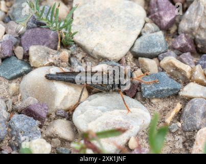 A robber fly in the genus Stenopogon;  rests on a bed of small rocks. The fly's body is black and hairy;  with long;  thin legs and a pair of large; Stock Photo