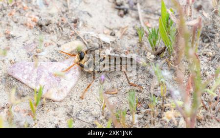 A robber fly in the genus Stenopogon rests on a small;  pink rock in a dry;  sandy landscape. The fly's large;  prominent eyes and long;  slender legs Stock Photo