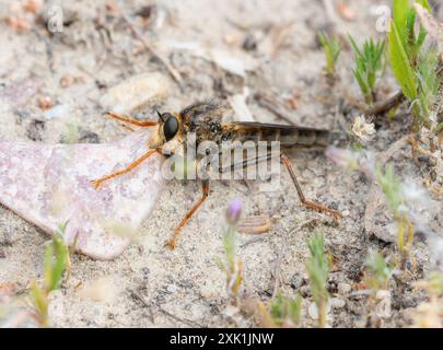 A robber fly in the genus Stenopogon with long;  thin legs is perched on the ground in Wyoming. The fly has a dark;  gray body and reddish-brown legs; Stock Photo