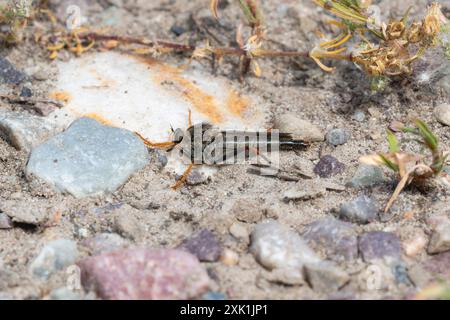 A robber fly in the genus Stenopogon rests on a bed of gravel in Wyoming. The fly's wings are folded back;  and its long legs are extended. The fly is Stock Photo