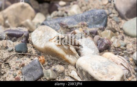 A robber fly in the genus Stenopogon sits on a light-colored rock in a field of scattered pebbles in Wyoming. The fly's wings are spread;  revealing i Stock Photo