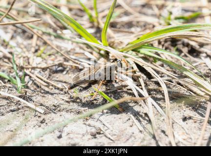 A robber fly in the genus Stenopogon perches on the ground;  camouflaged by the dry grass and dirt;  in a field in Wyoming. It is a bright sunny day w Stock Photo