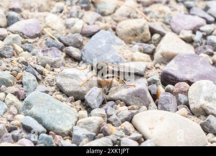 A robber fly in the genus Stenopogon;  a type of insect;  perches on a small rock in a field of gravel in Wyoming. The fly's wings are spread;  and it Stock Photo