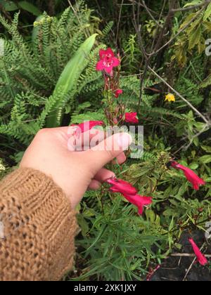 Pinto Beardtongue (Penstemon roseus) Plantae Stock Photo