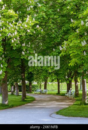 Beautiful panorama of the green city park, white benches, flowering trees, chestnuts, sunny day.town garden Stock Photo