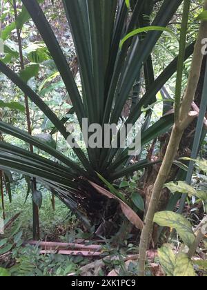 Himalayan screw-pine (Pandanus furcatus) Plantae Stock Photo