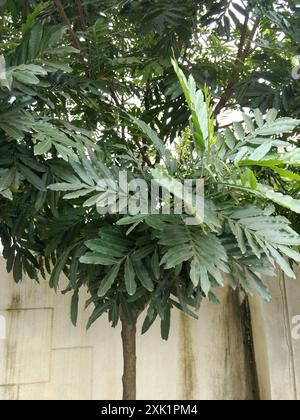 fern tree (Filicium decipiens), Plantae, Defence Colony, Indiranagar ...