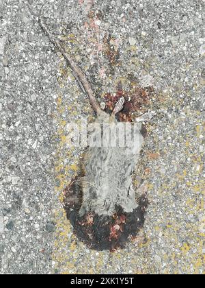 Old World Rats (Rattus) Mammalia Stock Photo - Alamy