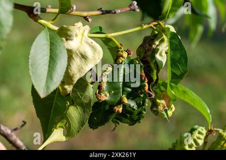 Peach tree suffering from leaf curl disease, characterized by distorted and discolored leaves Stock Photo