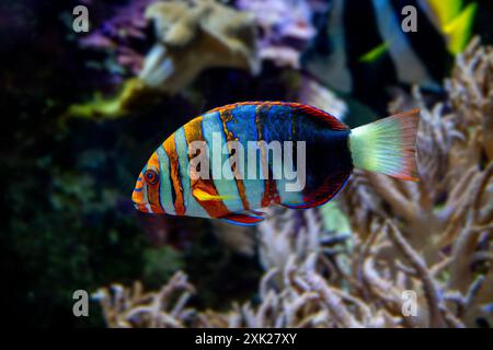 Harlequin tuskfish (Lienardella fasciata or Choedoron fasciatus) is a marine fish native to western Pacific Ocean. Stock Photo