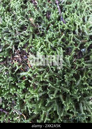 greater whipwort (Bazzania trilobata) Plantae Stock Photo