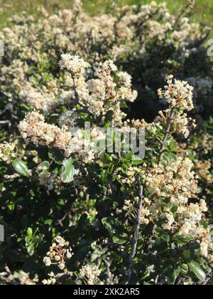 Buckbrush (Ceanothus cuneatus) Plantae Stock Photo