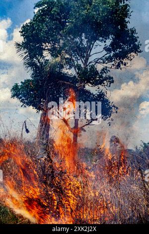 Deforestation - clearing rainforest for cattle ranching Stock Photo - Alamy