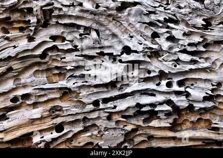 Close-up of driftwood on the beach featuring detailed tunnel patterns created by insect activity, highlighting the wood's intricate, eroded structure Stock Photo