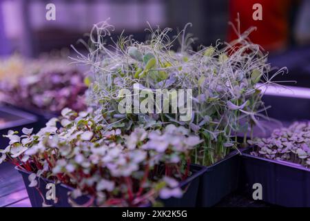 Fresh microgreens sprout abundantly in plastic trays under controlled lighting, showcasing a variety of leafy sprouts with vibrant colors Stock Photo