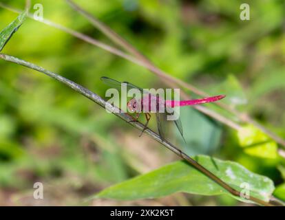 A vibrant Carmine Skimmer dragonfly (Orthemis discolor); with its striking red body and transparent wings; rests on a thin branch; showcasing its intr Stock Photo
