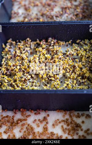 Close-up view of sprouting microgreens in a tray, showcasing the early growth stage of the delicate plants with visible moisture droplets Stock Photo