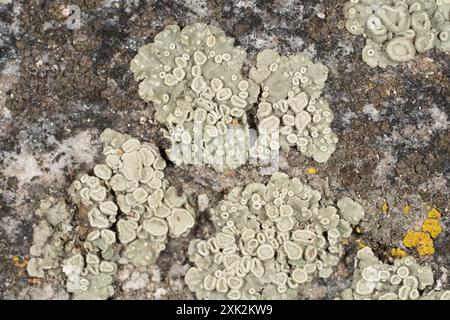 Lichen Rizoides Rimmed Navel Lichens (Rhizoplaca) Fungi Stock Photo - Alamy