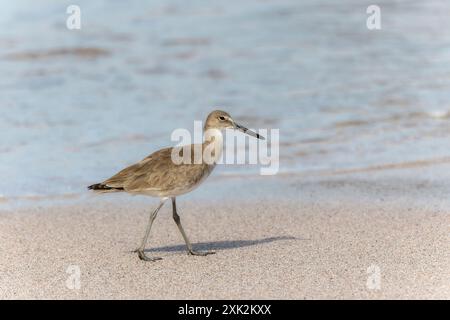 A Willet (Tringa semipalmata) walks along the sandy shore of a beach in Mexico; the ocean waves gently lapping in the background. The bird is in its b Stock Photo