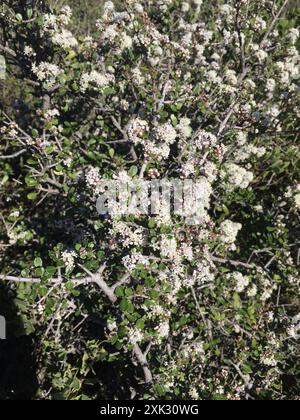 Buckbrush (Ceanothus cuneatus) Plantae Stock Photo