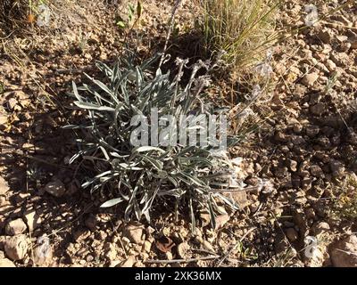 James' cryptantha (Cryptantha cinerea) Plantae Stock Photo