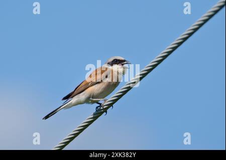 Lanius collurio aka Red-backed Shrike perched on electric wire. Isolated on blue background. Open beak. Stock Photo