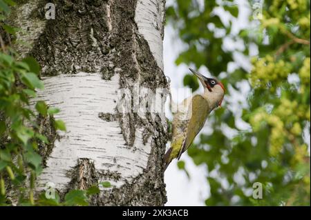 Bird Picus viridis aka European green woodpecker is climbing on the birch tree. Stock Photo