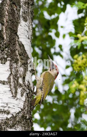 Bird Picus viridis aka European green woodpecker is climbing on the birch tree. Stock Photo