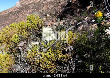 Cone Stompie (Brunia noduliflora) Plantae Stock Photo