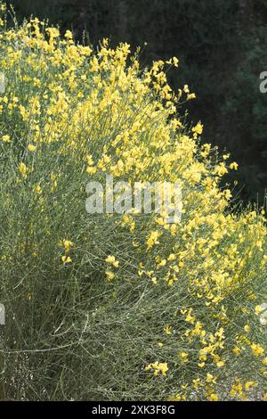 Spanish Broom (Spartium junceum) Plantae Stock Photo