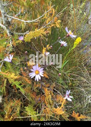 bushy, eastern, heart-leaved, and old field asters (Symphyotrichum) Plantae Stock Photo